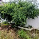 Aluga, casa térrea, centro, Bragança Paulista, SP