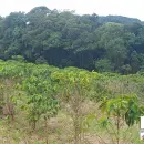 Vende, Chácara, Zona Rural, Munhoz, MG