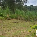 Vende, Chácara, Zona Rural, Munhoz, MG