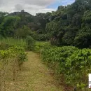 Vende, Chácara, Zona Rural, Munhoz, MG