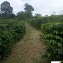 Vende, Chácara, Zona Rural, Munhoz, MG