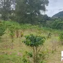 Vende, Chácara, Zona Rural, Munhoz, MG
