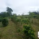 Vende, Chácara, Zona Rural, Munhoz, MG