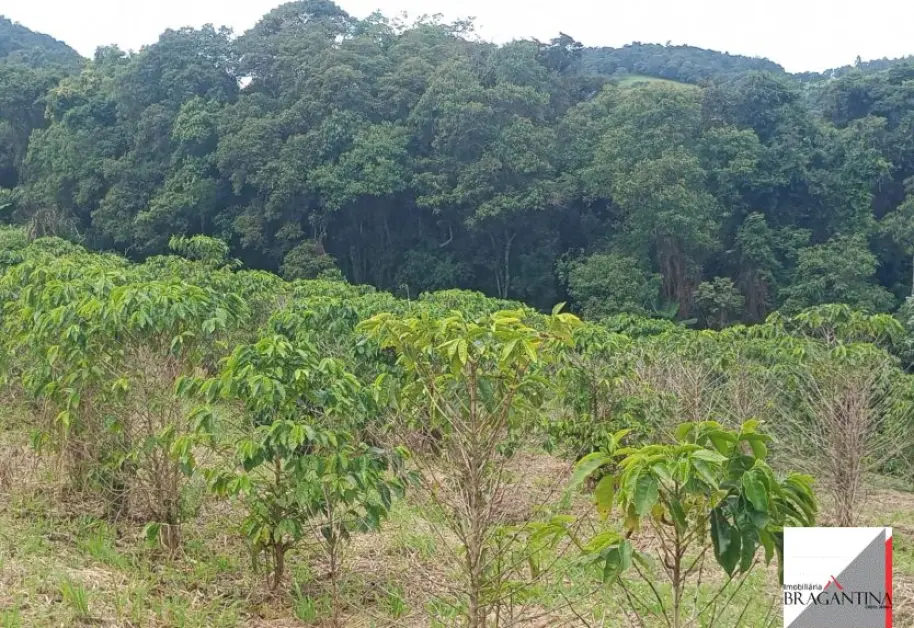 Vende, Chácara, Zona Rural, Munhoz, MG - Foto 8