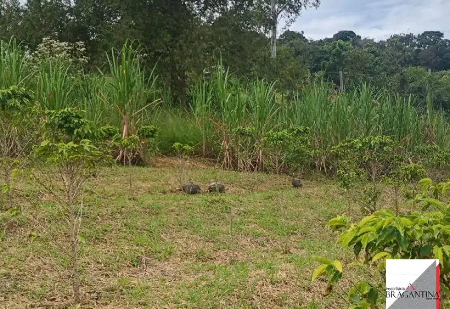 Vende, Chácara, Zona Rural, Munhoz, MG - Foto 18