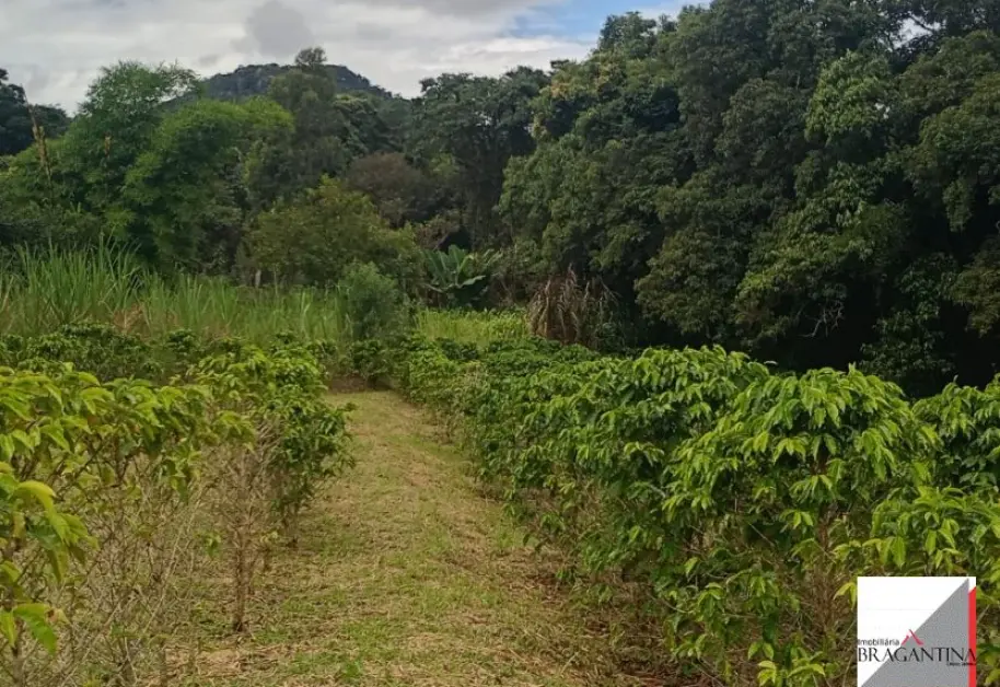 Vende, Chácara, Zona Rural, Munhoz, MG - Foto 10