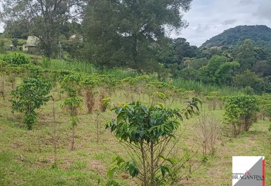 Vende, Chácara, Zona Rural, Munhoz, MG - Foto 13