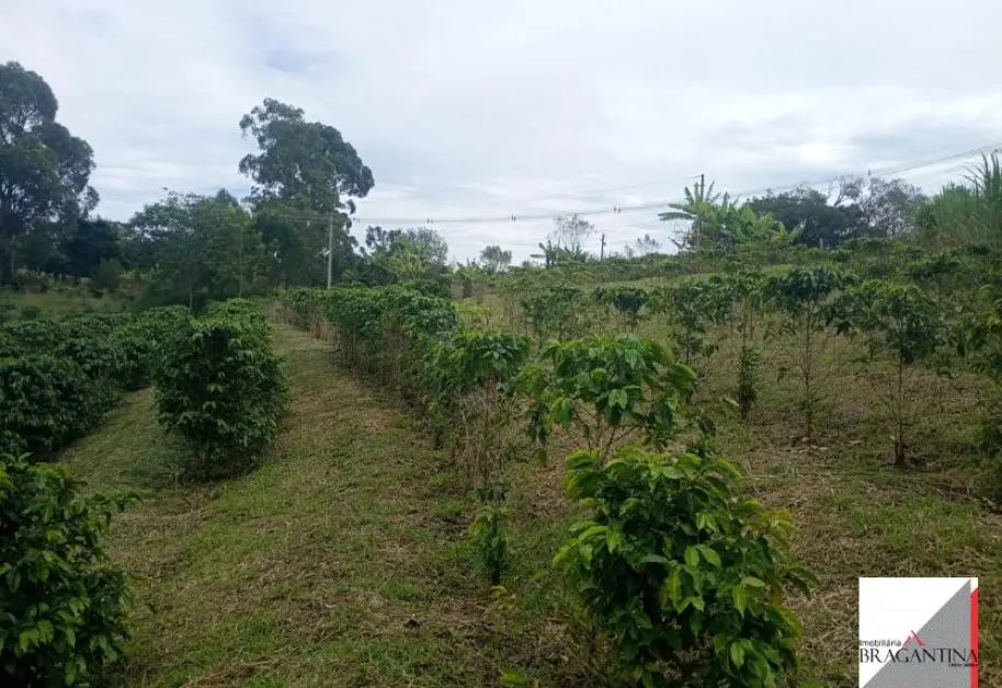 Vende, Chácara, Zona Rural, Munhoz, MG - Foto 14