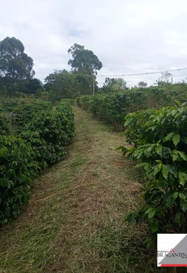 Vende, Chácara, Zona Rural, Munhoz, MG - Foto 11